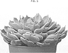 x%20Pachyveria%20spp.%20%27TSAECH1705%27