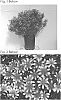 Coreopsis%20verticillata%20hybrid%20%27TNCORSR%27
