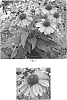 Echinacea%20x%20hybrida%20%27Balevoeen%27