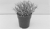 Lavandula%20angustifolia%20%27LA007%27