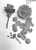 Rosa%20hybrid%20%27Poulpah089%27