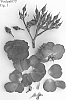 Rosa%20hybrid%20%27Poulpal073%27