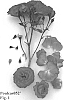 Rosa%20hybrid%20%27Poulcas052%27