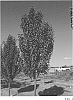 Malus%20%27JFS%20KW213MX%27