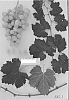 Vitis%20vinifera%20%27Sugrafiftysix%27