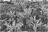 Tecomaria%20capensis%20%27DWOR001%27