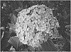 Hydrangea%20arborescens%20%27GRHYAR1407%27