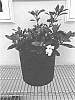 Gardenia%20jasminoides%20%27WAH-SP%27