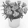 Dianthus%20caryophyllus%20%27KLEDP17262%27