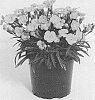 Dianthus%20sp.%20%27KLEDG18305%27