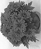 Chrysanthemum%20X%20morifolium%20%27Dochryspur%27