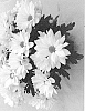 Chrysanthemum%20X%20morifolium%20%27Dochrybrewhi%27