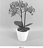 Phalaenopsis%20hybrid%20%27PHALFUFLY%27