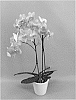 Phalaenopsis%20hybrid%20%27PHALFUZOP%27