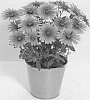 Osteospermum%20ecklonis%20Norl.%20%27KLEOE19396%27
