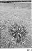 Pennisetum%20alopecuroides%20%27Tift%20PA5%27