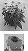 Echinacea%20x%20hybrida%20%27Balevoesta%27