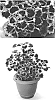Solenostemon%20scutellarioides%20%27Docogrefalig%27