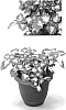 Solenostemon%20scutellarioides%20%27Docogrefayo%27