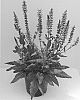 Salvia%20hybrid%20%27Blue%20by%20You%27