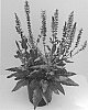 Salvia%20hybrid%20%27Blue%20by%20You%27