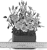 Rosa%20hybrida%20%27WEKhaplamelba%27