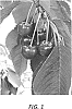 Prunus%20avium%20%27Kara%20King%27