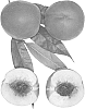 Prunus%20persica%20%27Summer%20Perfection%27