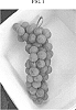 Vitis%20hybrid%20%27Nicollet%27