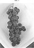 Vitis%20hybrid%20%27Franconia%27