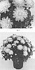 Chrysanthemum%20x%20morifolium%20%27CIFZ0063%27