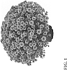 Chrysanthemum%20xmorifolium%20Ramat.%20%27Zanmumadore%20Orange%27
