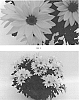 Chrysanthemum%20x%20morifolium%20%27CIDZ0093%27
