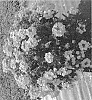 Verbena%20X%20hybrida%20%27Dovemsup%27