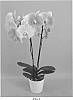 Phalaenopsis%20hybrid%20%27PHALGORYQ%27