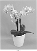 Phalaenopsis%20hybrid%20%27PHALGALYI%27