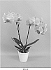 Phalaenopsis%20hybrid%20%27PHALVAPYH%27