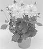 Dahlia%20sp.%20%27KLEDH17008%27