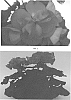 Pelargonium%20interspecific%20%27PEQZ0045%27