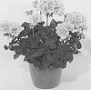 Pelargonium%20zonale%20%27KLEPZ17434%27