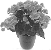Begonia%20x%20hiemalis%20%27KRILOGO01%27