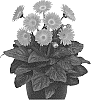 Gerbera%20hybrida%20%27Garsweetcaro%27