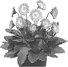 Gerbera%20hybrida%20%27Garsweetmemo%27