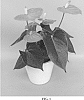 Anthurium%20andraeanum%20L.%20%27ANTHFUWIO%27