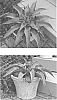 X%20Mangave%20times%20Agave%20ovatifolia%20%27Whale%20Tale%27