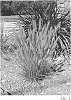Pennisetum%20alopecuroides%20%27Tift%20PA17%27