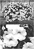 Calibrachoa%20sp.%20%27Suncal%201544%27