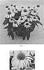 Echinacea%20x%20hybrida%20%27Balevoelf%27