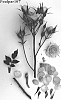 Rosa%20hybrid%20%27Poulpar107%27