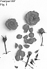 Rosa%20hybrid%20%27Poulpar108%27